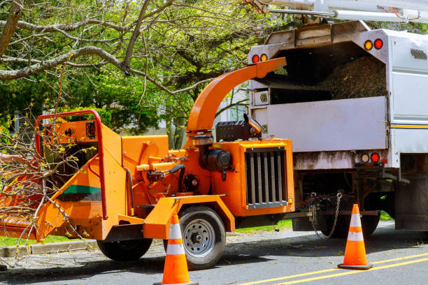 Best Tree Disease Treatment  in Mino Tassajara, CA