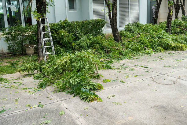 Best Lawn Pest Prevention  in Mino Tassajara, CA