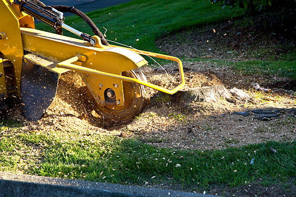 Best Arborist Consultation Services  in Mino Tassajara, CA